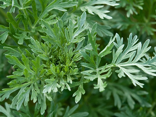 Artemisia